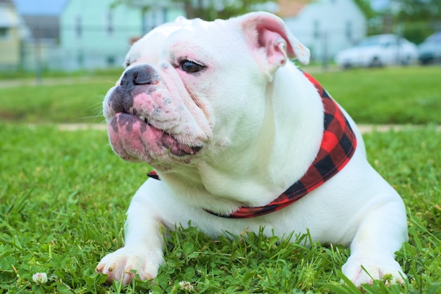 Cute white Australian bulldog sitting on the green grass during daytime