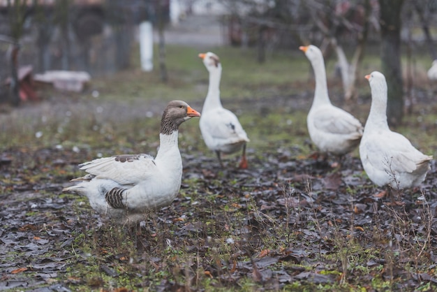 Cute white birds on yard