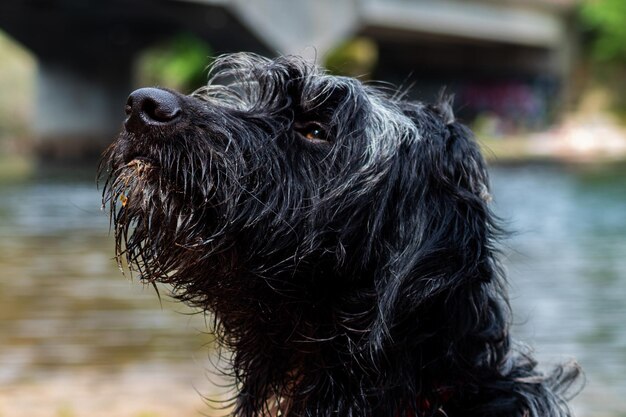 Cute white and black dog shaking his fur near the bank of the water in the park on a sunny day