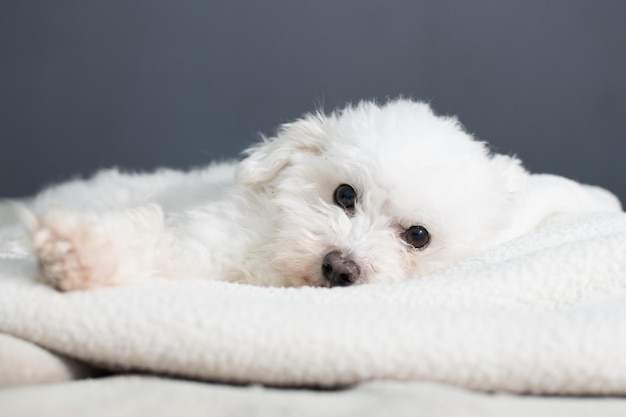 Cute white Bolognese puppy laying on cozy blankets and looking at the camera