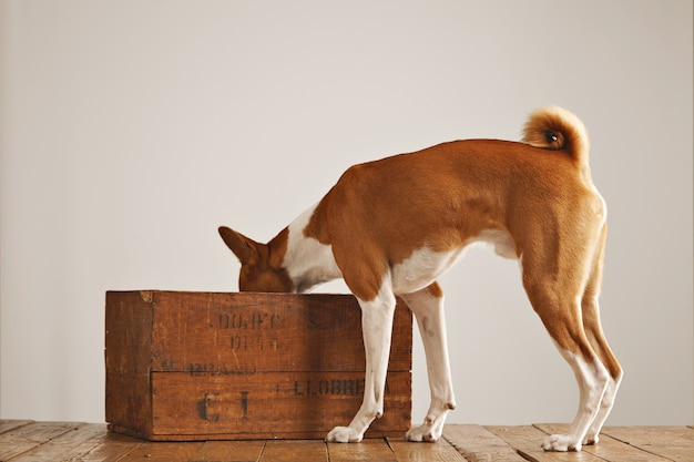 흰색에 고립 된 오래 된 갈색 와인 상자 안에 찾고 귀여운 흰색과 갈색 basenji 개