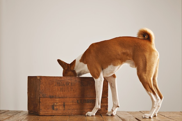 Cute white and brown basenji dog looking inside an old brown wine box isolated on white