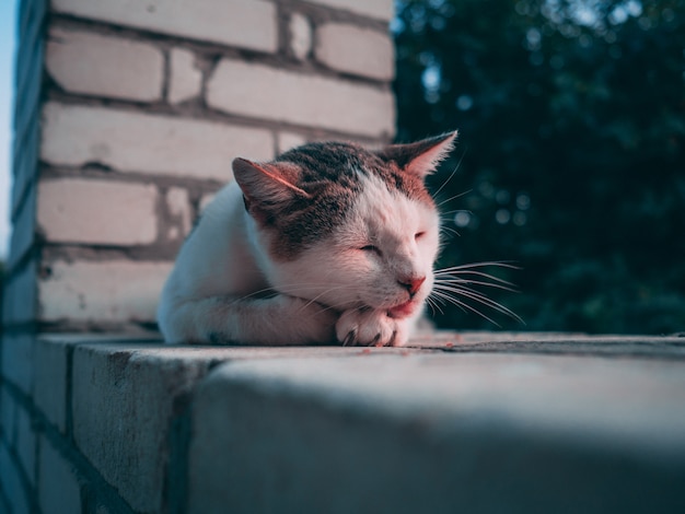 Carino gatto peloso bianco e marrone che dorme