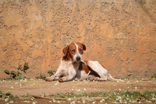 Cute white and brown terrier dog sitting on a street