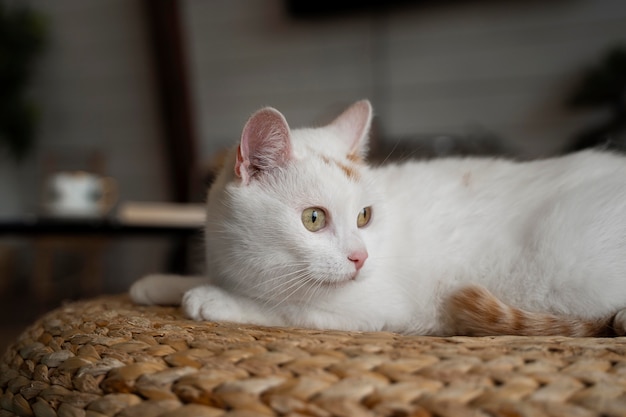 Cute white cat laying indoors