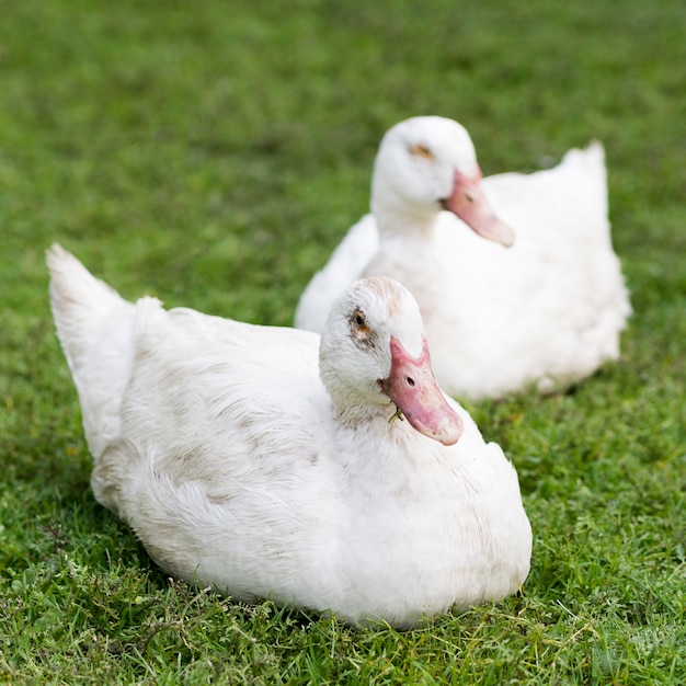 Cute white ducks sitting on grass