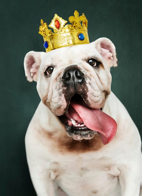 古典的な赤いベルベットとゴールドの王冠のかわいい白い英語ブルドッグ子犬