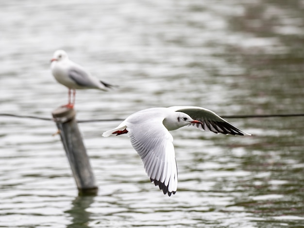 호수 위에 자유롭게 날아 다니는 귀여운 흰색 유럽 청어 갈매기