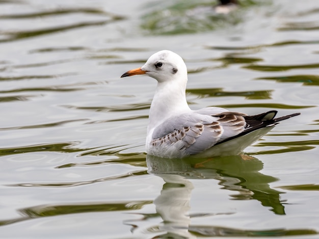 Милая белая европейская сельдевая чайка посреди озера