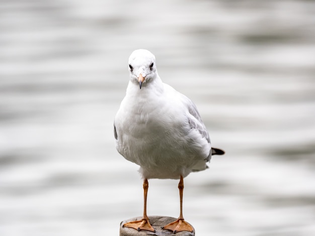 Cute white European herring gull in the middle of the lake