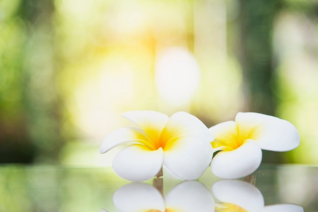 배경 흐리게에 귀여운 흰 꽃