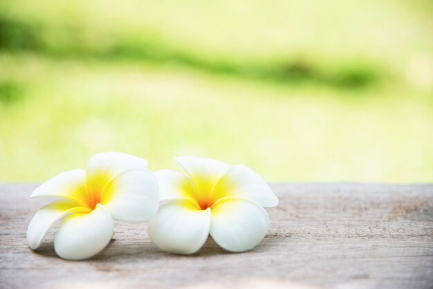 Симпатичный белый цветок в размытом фоне
