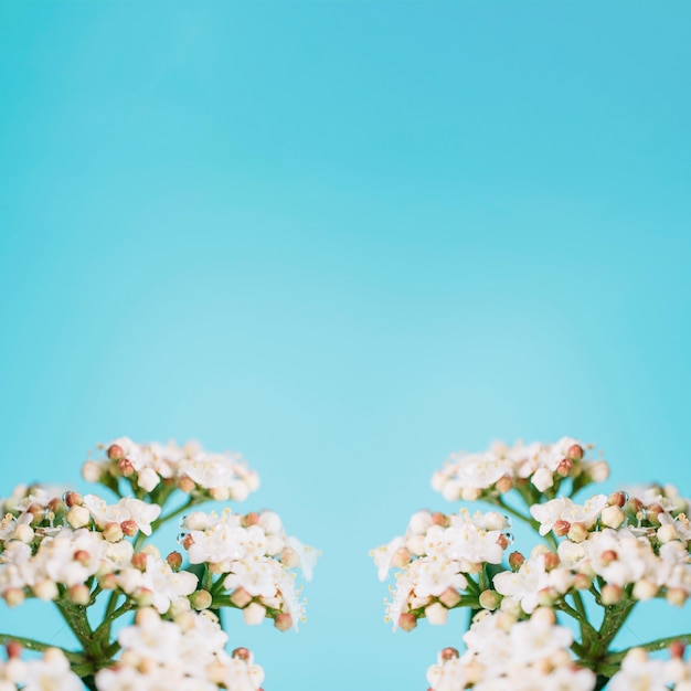 Симпатичные белые цветы на синем