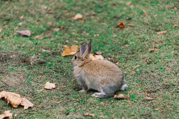녹색 공원에 있는 귀여운 흰색 음식 토끼 초원 개념에서 토끼 생활의 동물 자연 서식지 프리미엄 사진