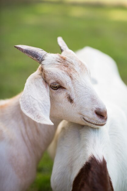 cute white goat leaning on another goat