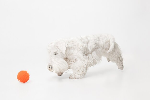 Cute white little doggy or pet is playing with orange ball isolated on white wall