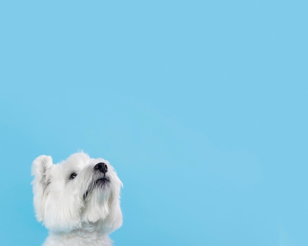 青に分離されたかわいい白い子犬