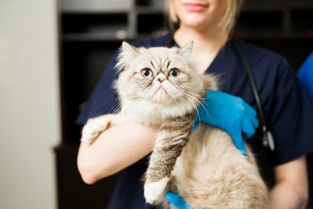 手袋をはめた女性獣医の腕の中でかわいい白いペルシャ猫。動物クリニックで健康なふわふわの猫のペットを保持しているプロの獣医のクローズアップ