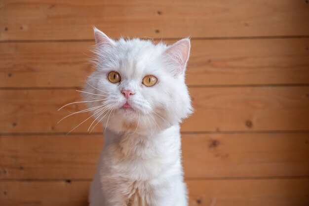 スタジオで白いペルシャ猫の肖像画 かわいいペルシャ猫の肖像画 プレミアム写真