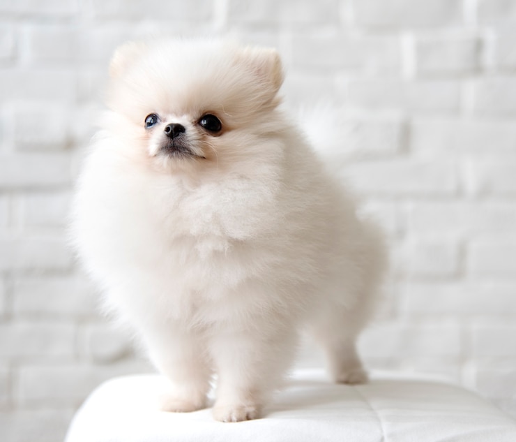 無料Photo 椅子にかわいい白いポメラニアン犬