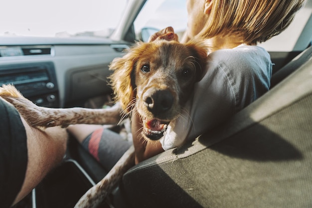 Free photo cute white and red dog sitting in the car