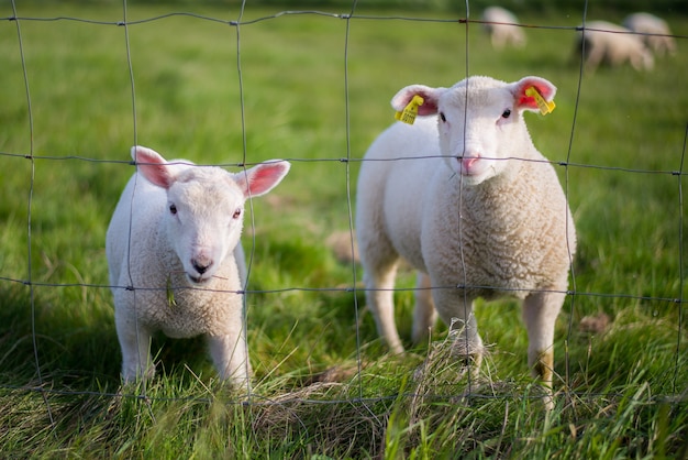 Cute white sheeps observing the world behind a fence