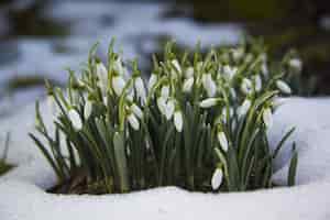 Free photo cute white snowdrop flowers in a snowy ground-the start of a spring