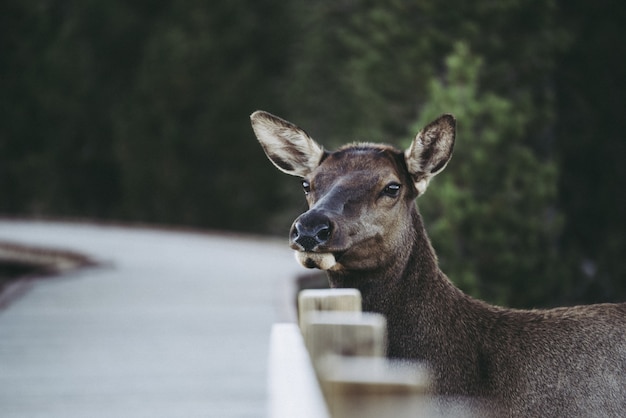 Free photo cute white-tailed deer by a road