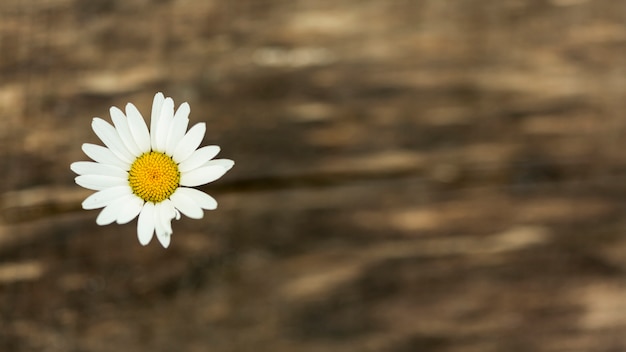 Foto gratuita carino fiore selvaggio con spazio di copia