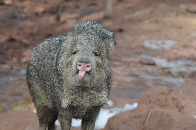 Cute wild javeline sticking its tongue out