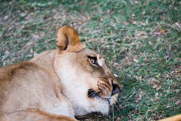 Free photo cute wild lioness laying on grass