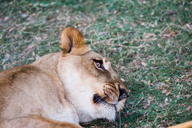 Cute wild lioness laying on grass