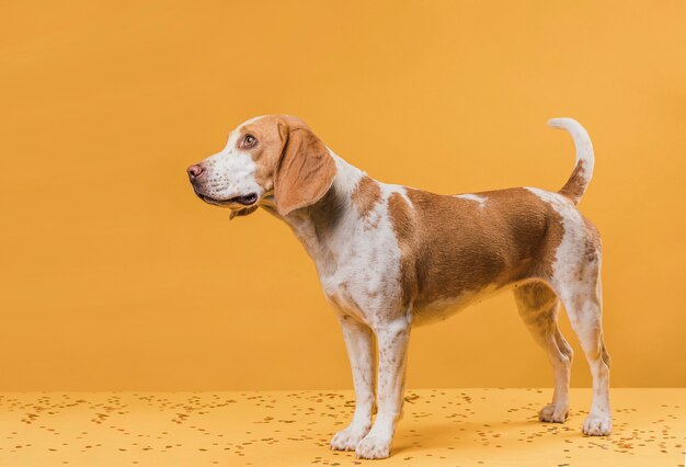 Cute wondering dog looking away