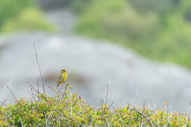 Cute yellow American goldfinch perched on a branch