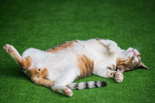 귀여운 노란 얼룩 고양이가 등을 대고 자고 가짜 녹색 잔디를 밟고 있습니다. 사랑스러운 고양이 낮잠 또는 휴식.