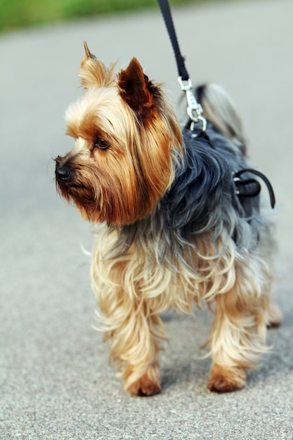 Free photo cute yorkshire terrier