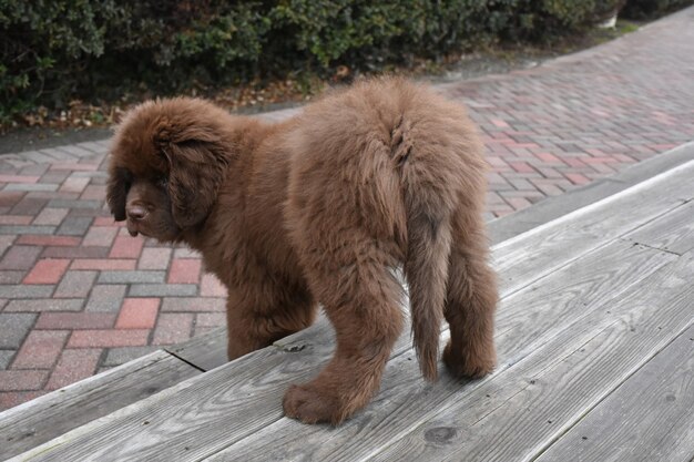 階段を降りるかわいい若いニューファンドランドの子犬の犬