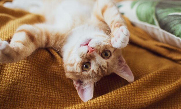 毛布の後ろにかわいい子猫のショットを閉じる 無料の写真
