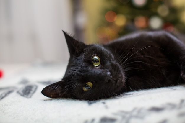 Кошка-милашка отдыхает на диване у себя дома
