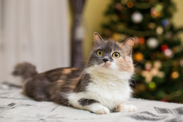 Кошка-милашка отдыхает на диване у себя дома