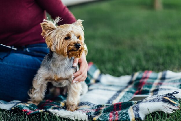 毛布に乗ったかわいい犬、小型犬のヨークシャーテリア、日光、明るい彩度、自然やペットとの一体感。ピクニックタイム。