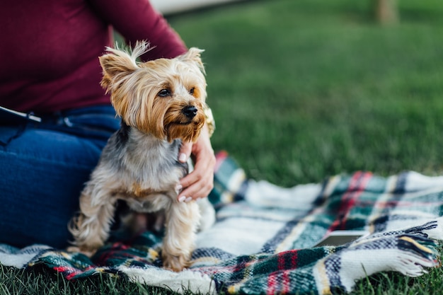 Cutte dog on the blanket, a small dog Yorkshire Terrier, sunlight, bright color saturation, unity with nature and pets. Picnic time.