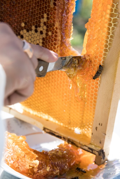 Cutting honey from the bee hive