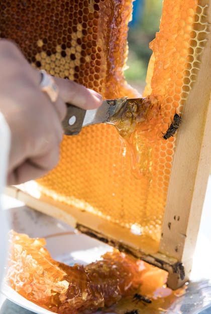 蜂の巣から蜂蜜を切る