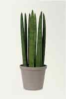 Free photo cylindrical snake plant in a gray pot