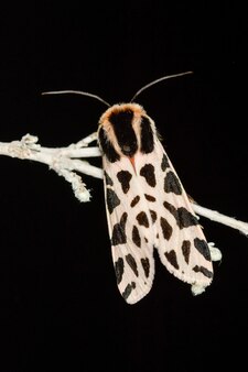 Cymbalophora pudica - сдержанный шаперон, бабочка из семейства erebidae.
