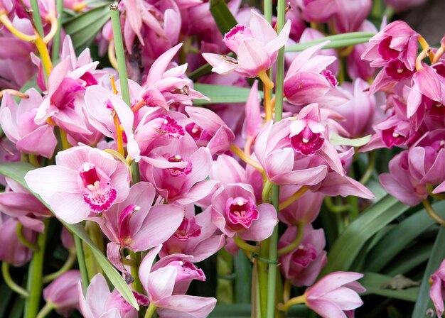 Цветок орхидеи цимбидия