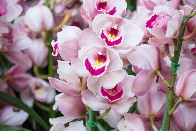 Цветок орхидеи цимбидия