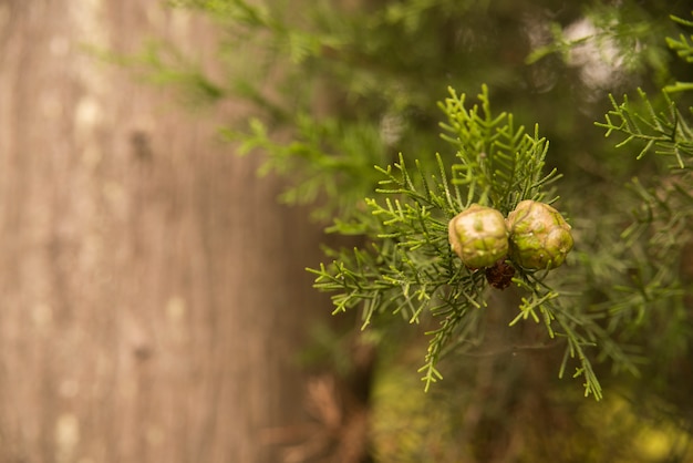 Free photo cypress seeds on a branch close-up macro