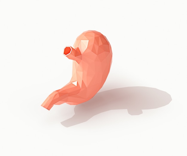 D иллюстрация низкополигонального человеческого органа желудка, изолированного на белом